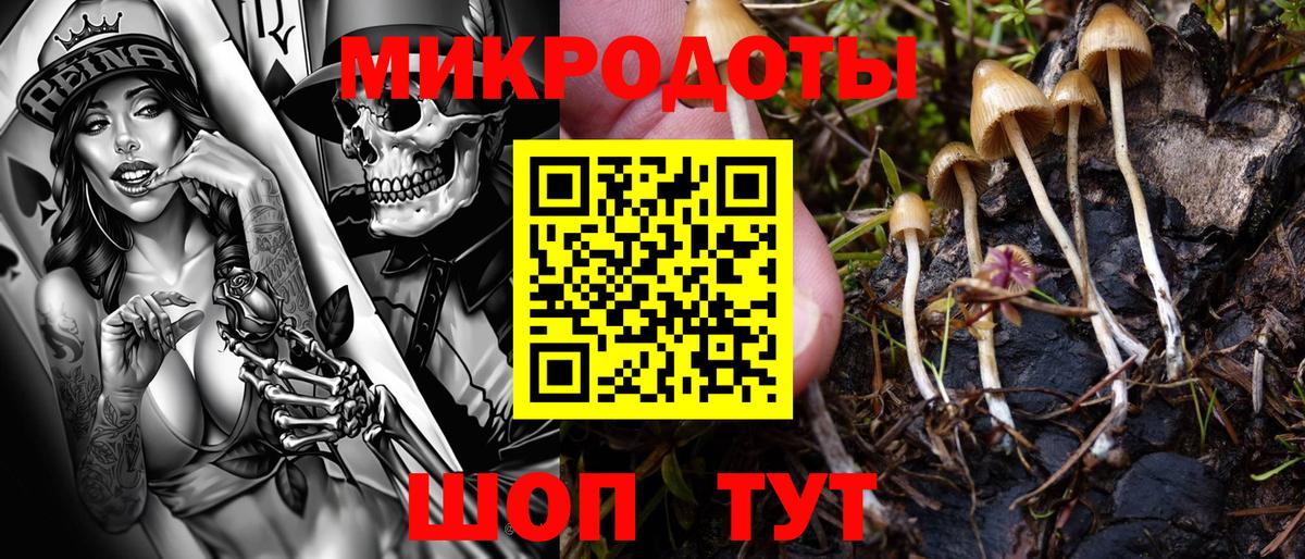 Псилоцибиновые грибы Psilocybine cubensis Можайск